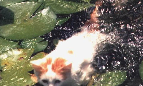 请问猫咪呕吐的原因及处理方法?