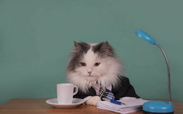 小猫突然吐黄水