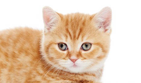 英国短毛猫打喷嚏流黄鼻涕的原因及处理方法