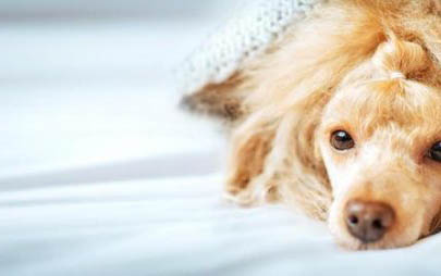 狗狗为什么长湿疹的原因有哪些