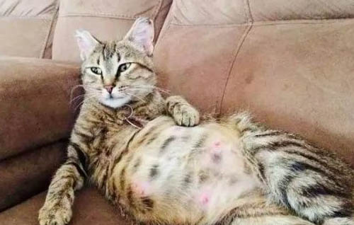 母猫生产后多久可以再怀孕