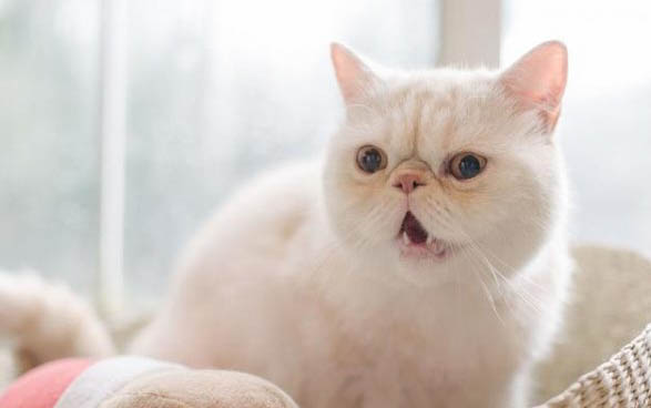 上海哪里有猫馆