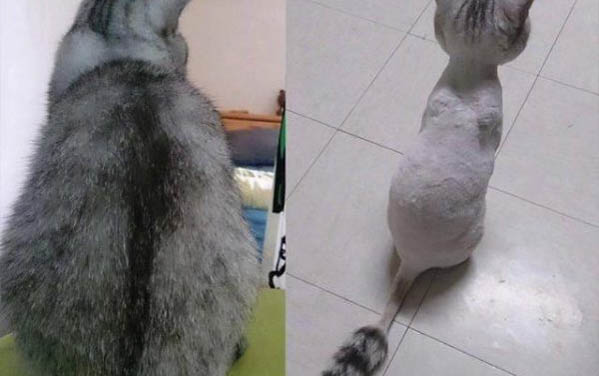 猫咪脚垫脱皮的原因及解决方法
