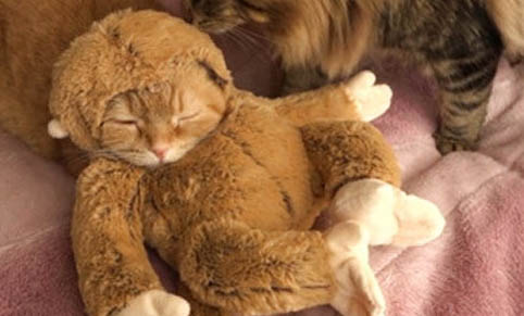 猫得年龄和人的年龄