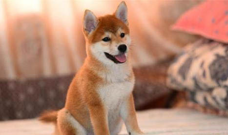 训练柴犬可以打吗