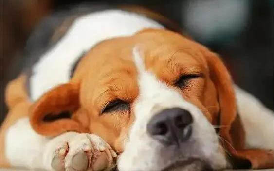 狗狗鼻头是温热的属于正常吗？