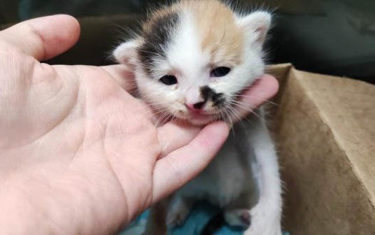 猫咪不喜欢的味道