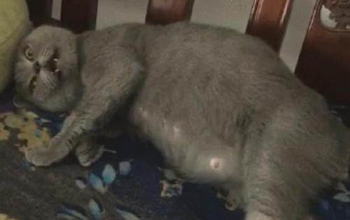 猫咪可以吃煮熟的板栗吗