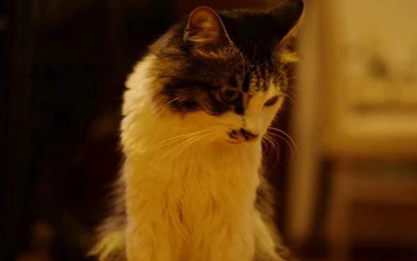 猫咪嗓子哑了怎么办