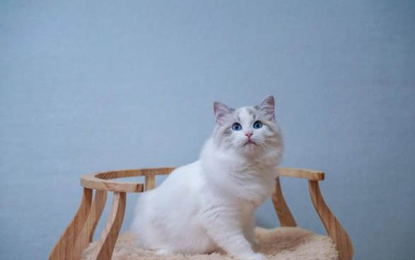 请问猫咪呕吐的原因及处理方法?