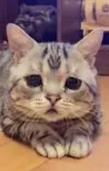 猫胸腔积液原因有哪些