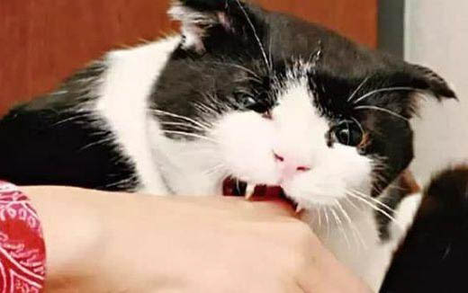 小猫拉稀了怎么办？怎么给他用一些什么呀