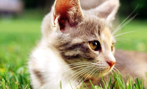 猫咪第二年疫苗要打几针