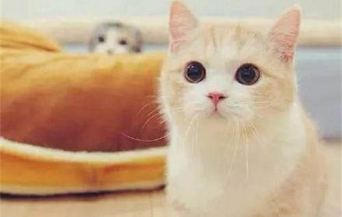 猫呕吐白色泡沫是什么原因呢