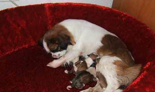 如何判断母犬怀孕了