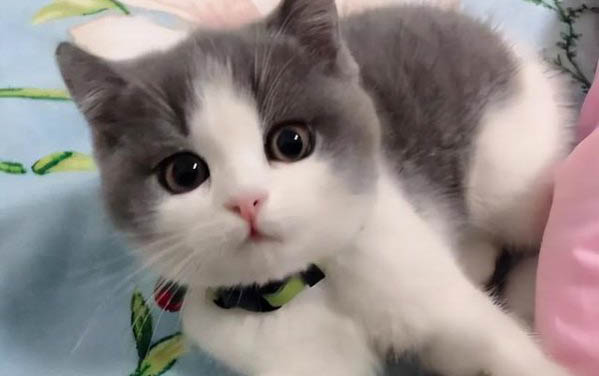 小猫猫瘟临死前的反应有哪些