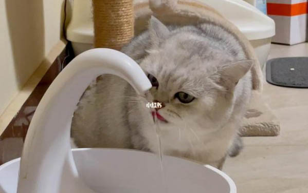 猫咪连续干呕一阵一阵的那种