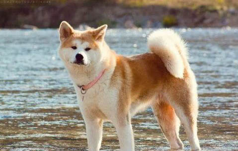 秋田犬怎么样适合养吗?