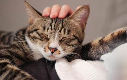 猫咪从怀孕到生要多久