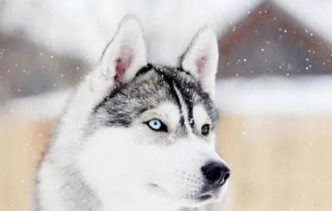 哈士奇犬随行的训练怎么训练？