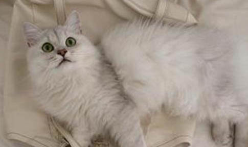 蒂凡尼猫发烧怎么处理