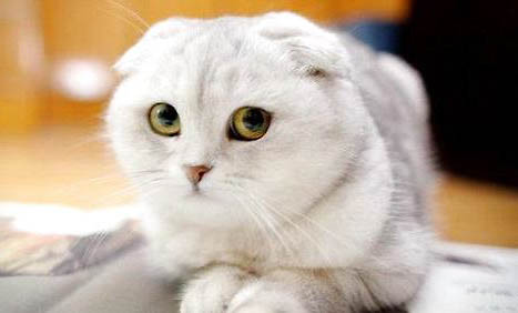 折耳猫为什么容易生病?