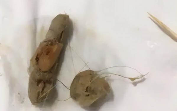 西安狗狗网 西安在哪可以领养狗狗