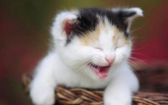 新生猫脚被脐带缠住发黑