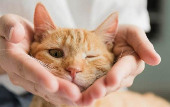 猫咪发烧是什么症状