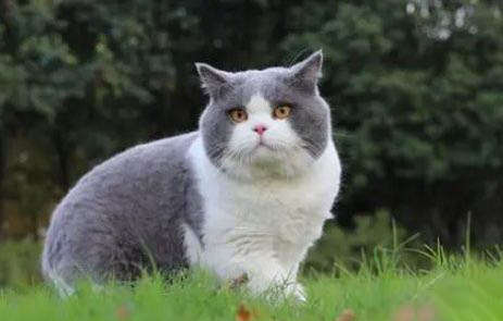 蓝白折耳猫最多能活多久?