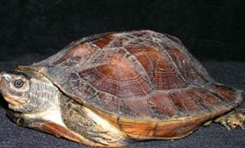 乌龟壳掉皮是怎么回事