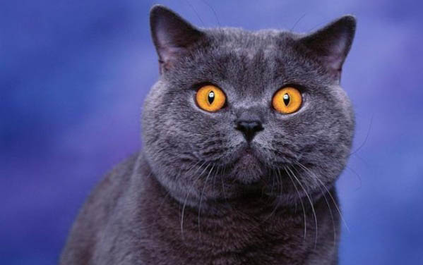 俄罗斯蓝猫一直流眼泪是什么原因