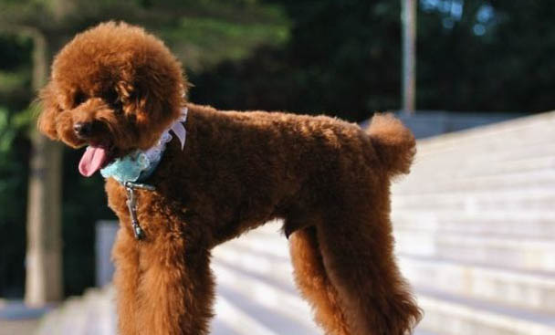 贵宾犬口嗅原因及处理方法