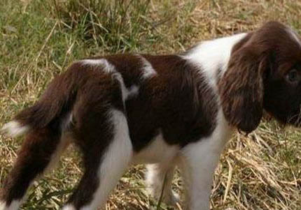 史宾格犬有哪些毛病?