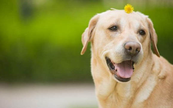 白狗品种有哪些大型犬种