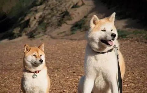秋田犬和柴犬哪个好?