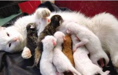 如何防止母猫转移小猫