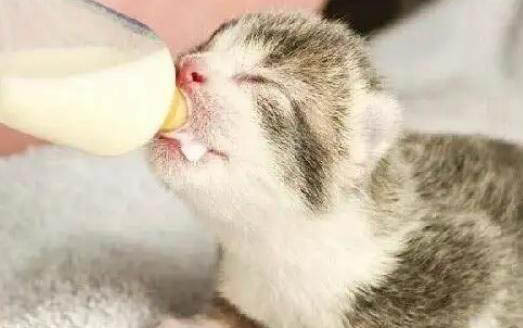 小猫摔伤之后总睡觉咋回事