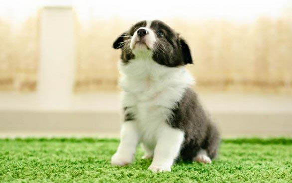 狗狗小型犬有哪些品种