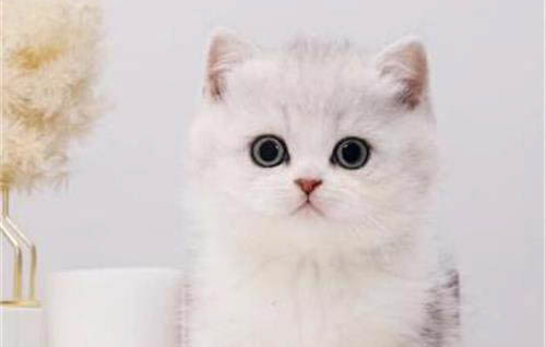 银渐层折耳猫能活几年?