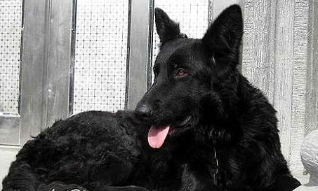 比利时牧羊犬生完宝宝后应该吃什么