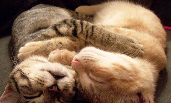 宠物猫可以怎么寄
