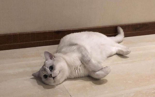 猫咪死了以后怎么处理