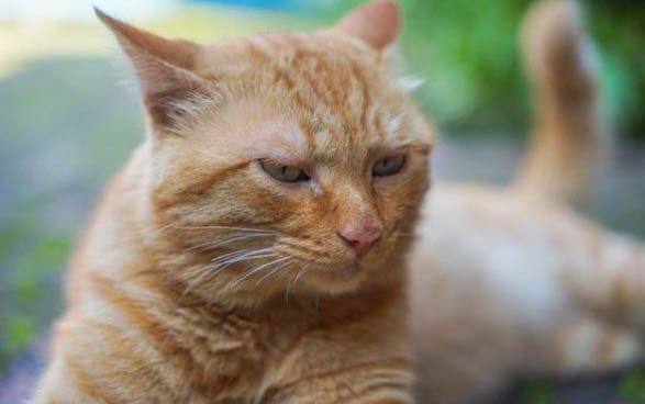 猫瘟什么样可以出院