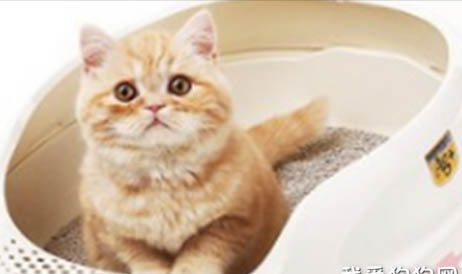 猫咪绝育后能喝羊奶粉吗