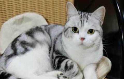 如何阻止公猫半夜嚎叫