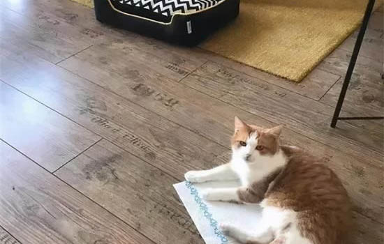 适合猫咪吃的肉类
