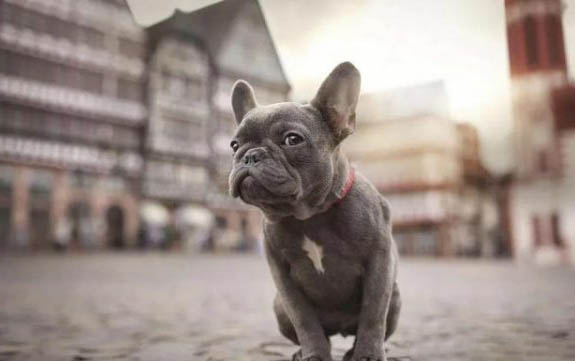 法国斗牛犬怀孕多久生产