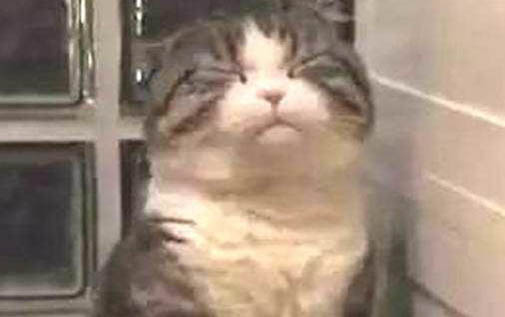 小猫出生多久可以吃猫粮