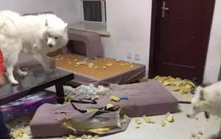 狗狗腹水怎么排出体外
